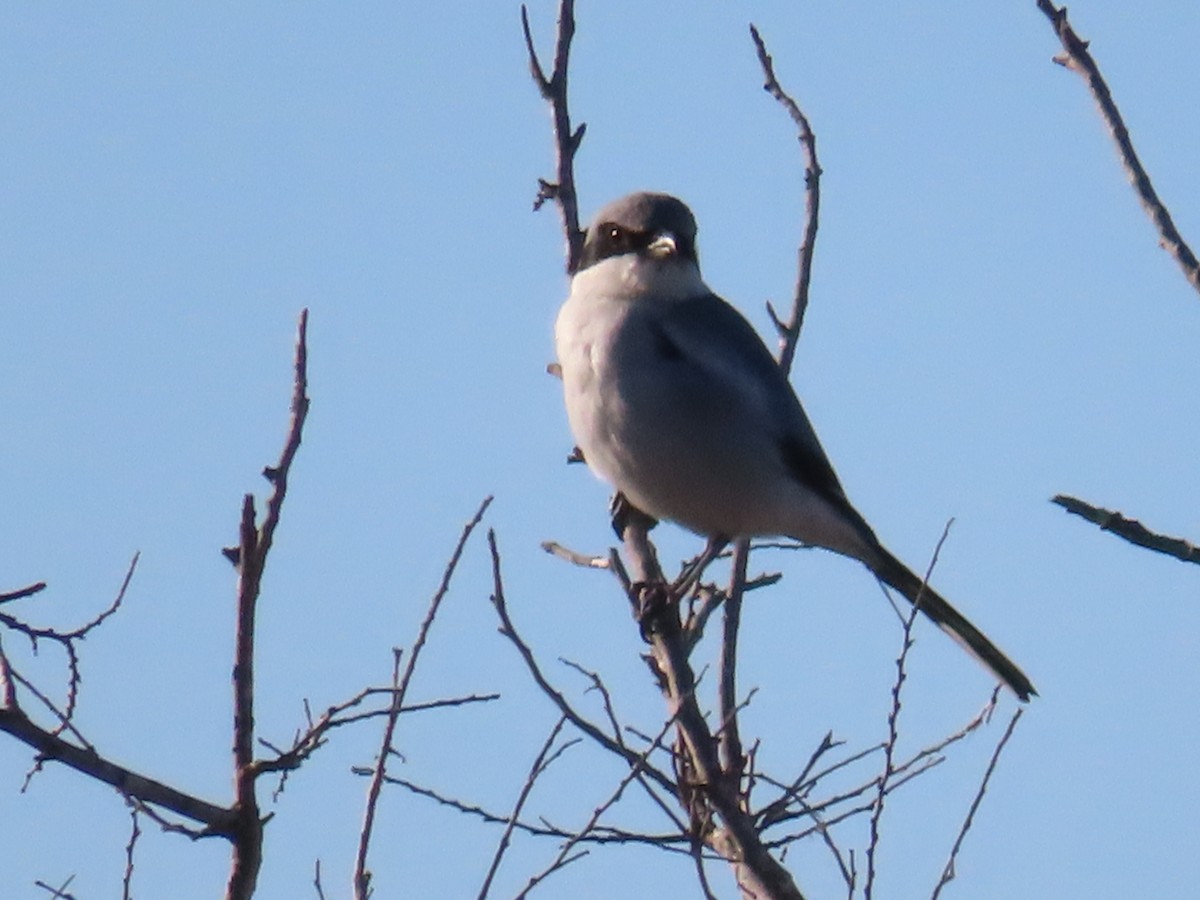 Loggerhead Shrike - ML646748169