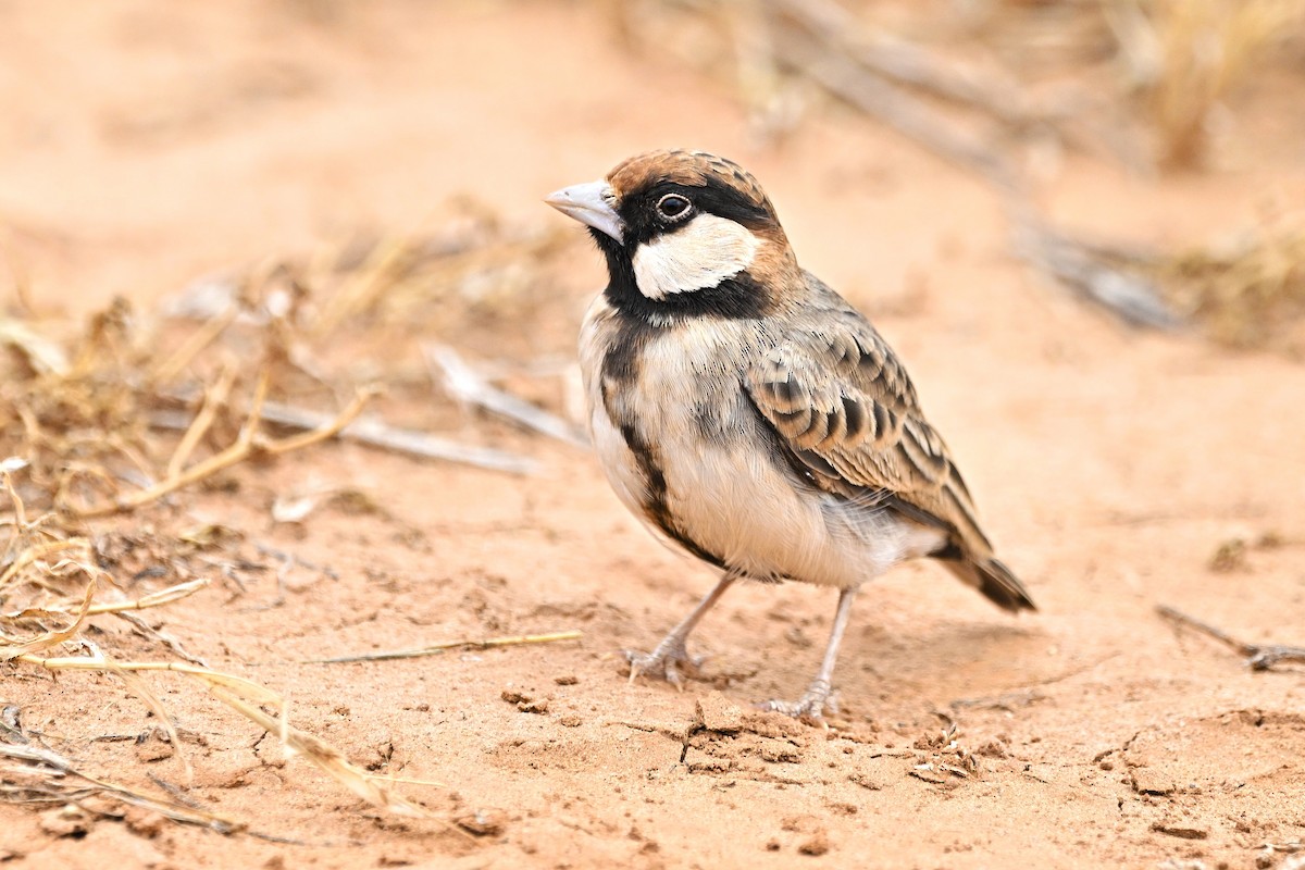 Fischer's Sparrow-Lark - ML646748170