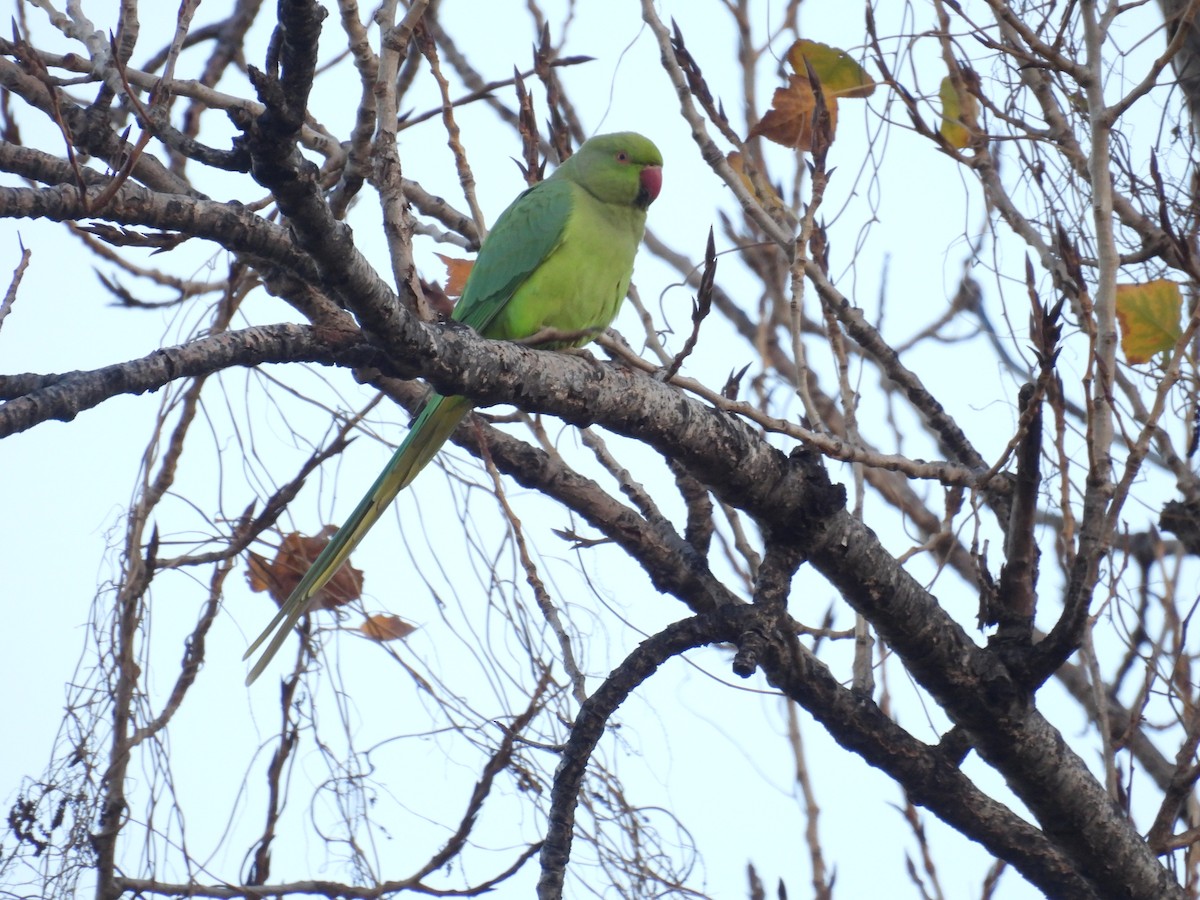 Yeşil Papağan - ML646748171