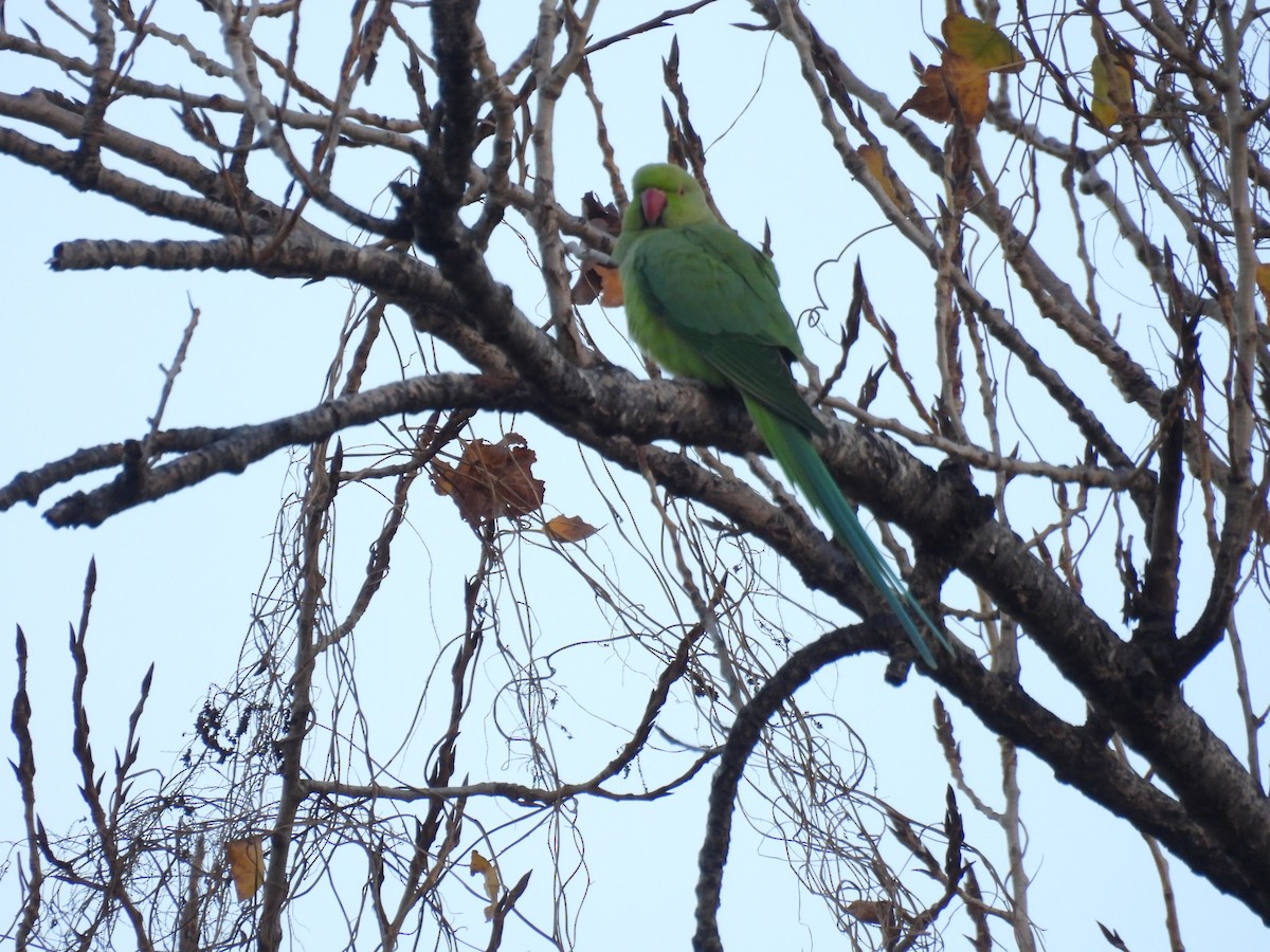 Yeşil Papağan - ML646748175