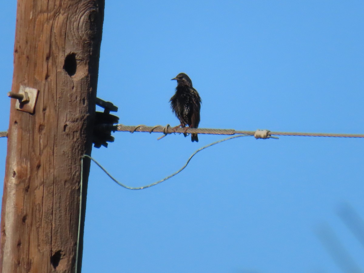 European Starling - ML646748179
