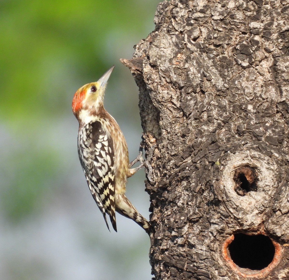 Yellow-crowned Woodpecker - ML646748180