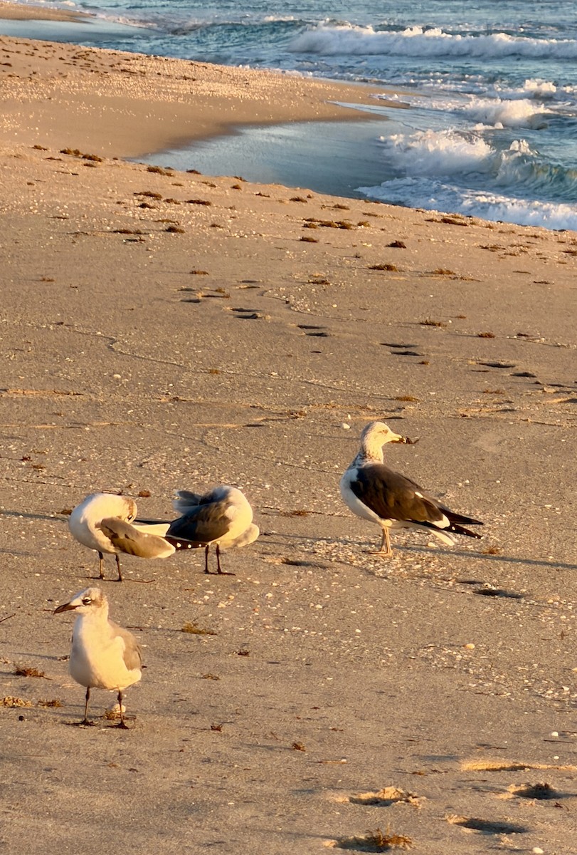 Heringsmöwe - ML646748200