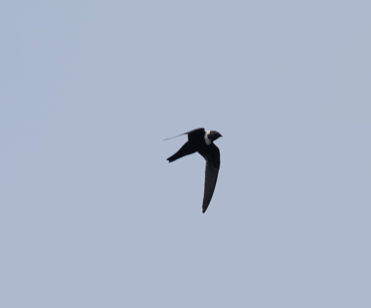 Свіфт болівійський - ML646748201