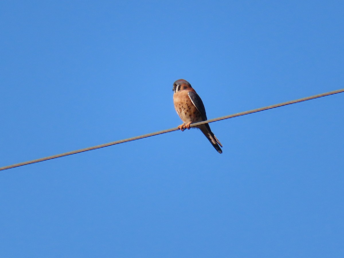 American Kestrel - ML646748203