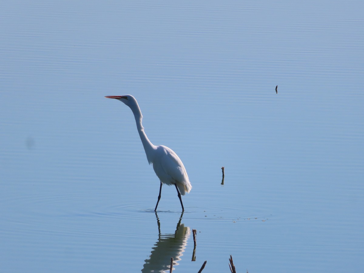 Great Egret - ML646748205