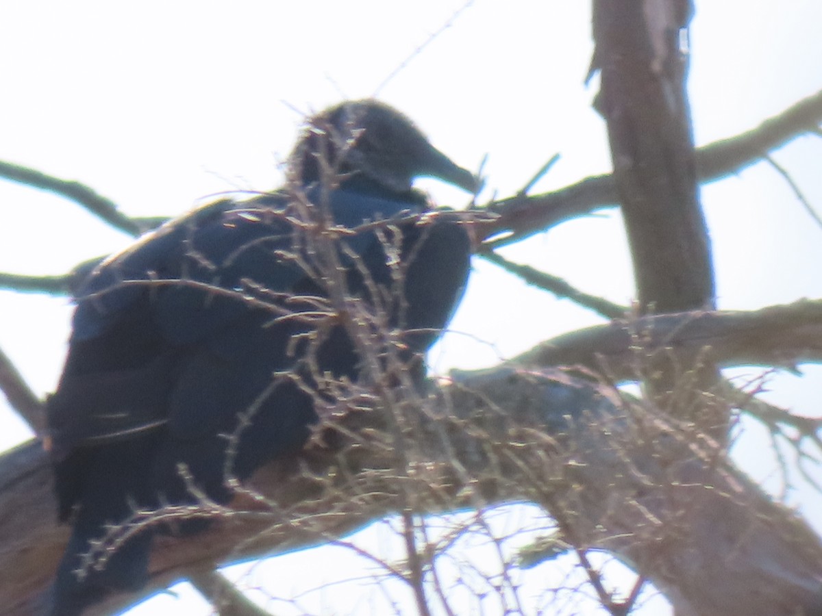Black Vulture - ML646748210