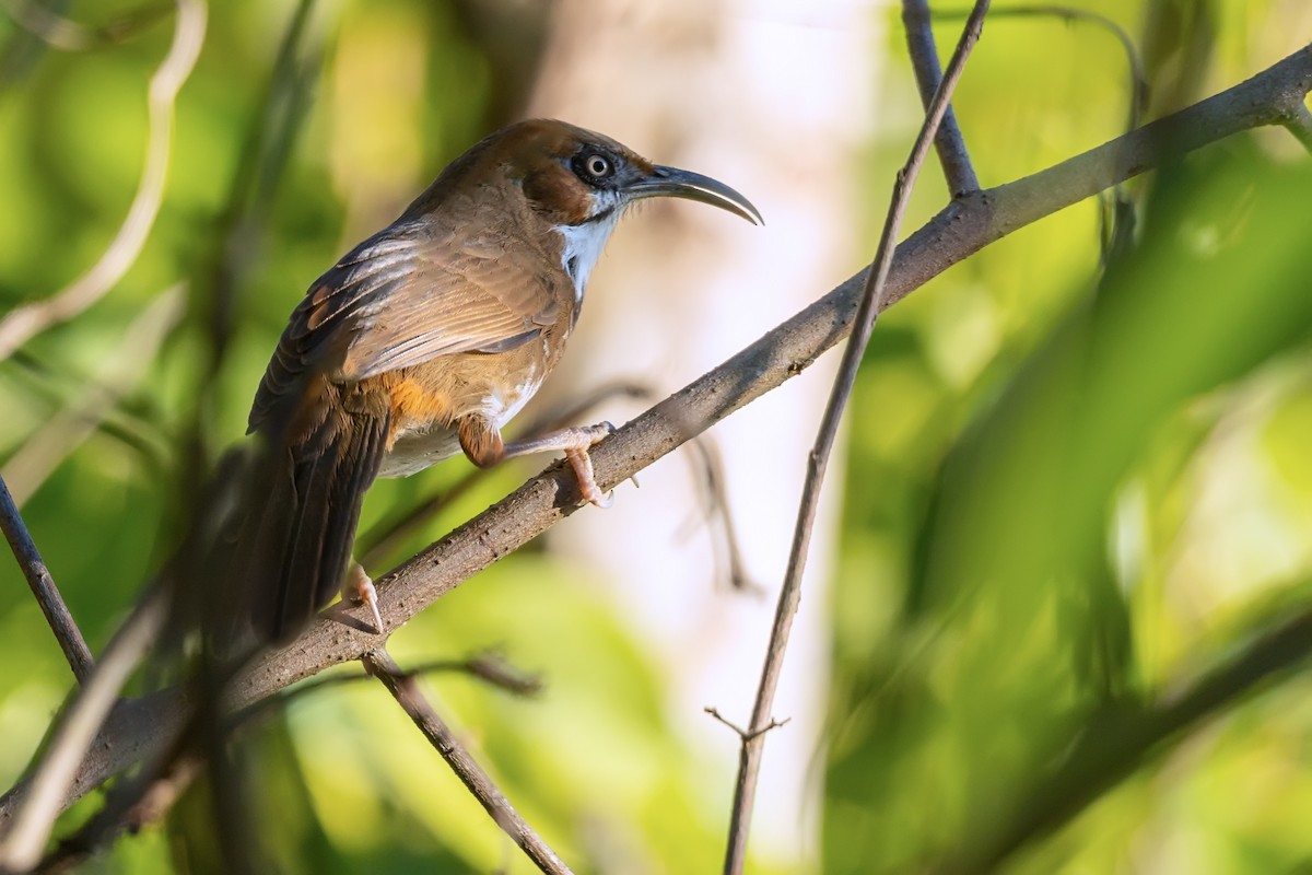 Spot-breasted Scimitar-Babbler - ML646748211