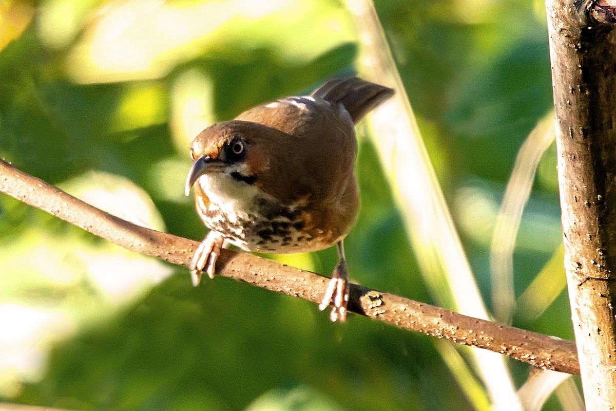 Spot-breasted Scimitar-Babbler - ML646748212