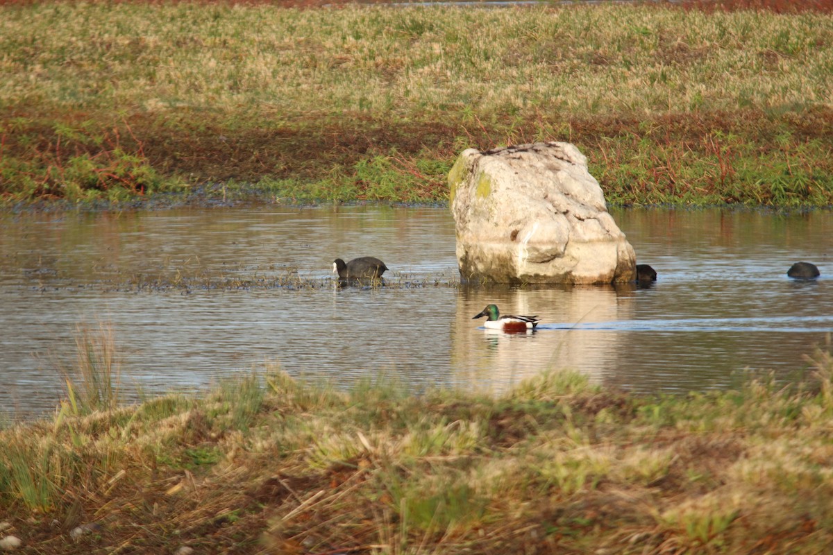 lžičák pestrý - ML646748213