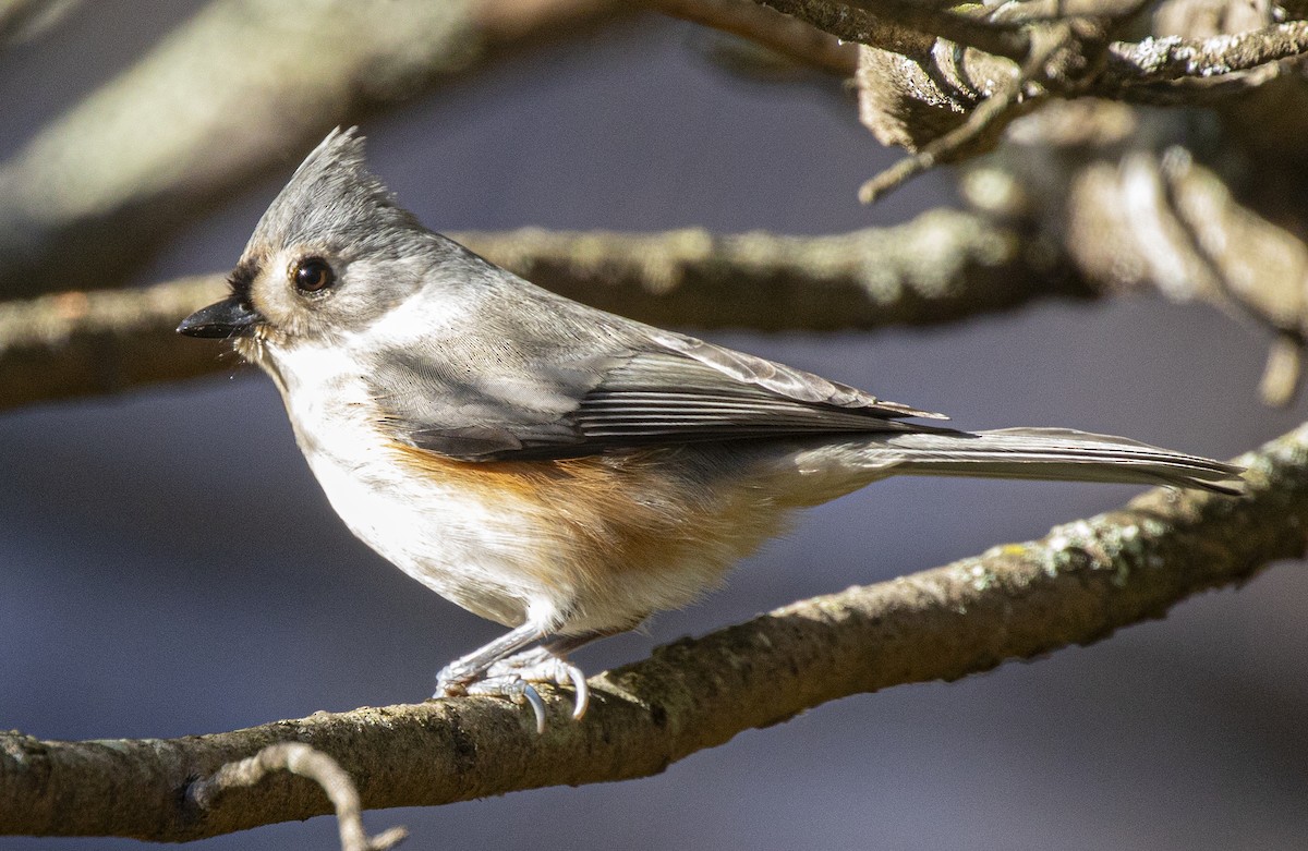 Tufted Titmouse - ML646748219