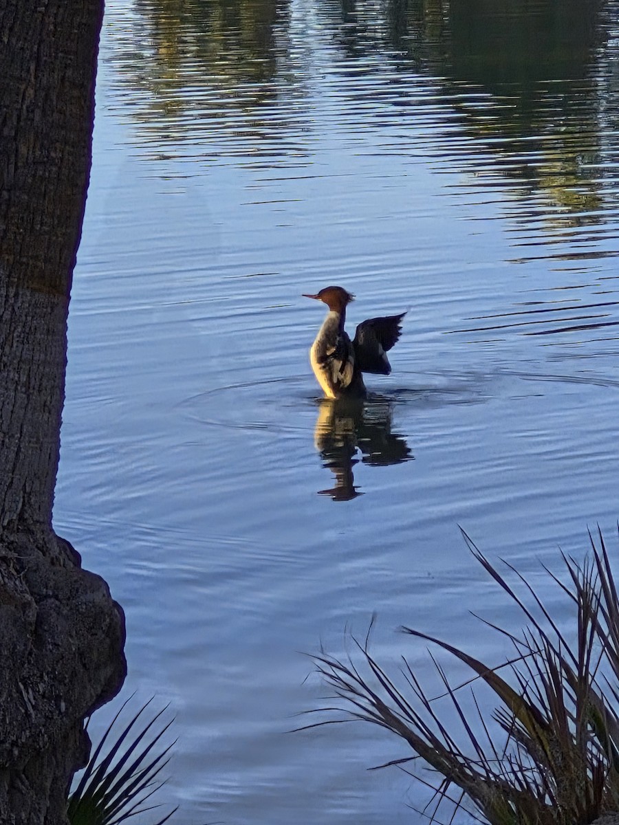 Common Merganser - ML646748220