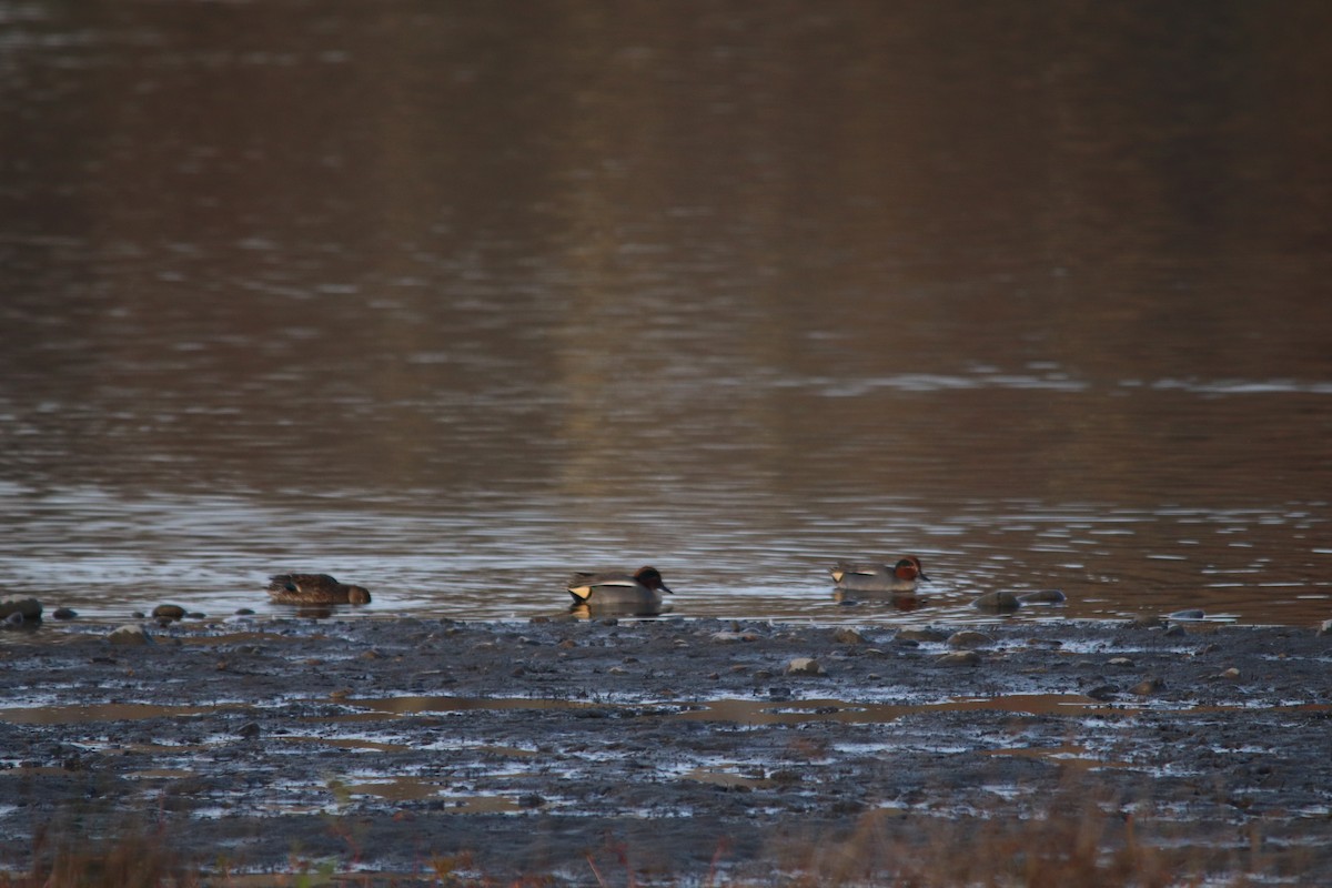 čírka obecná - ML646748221