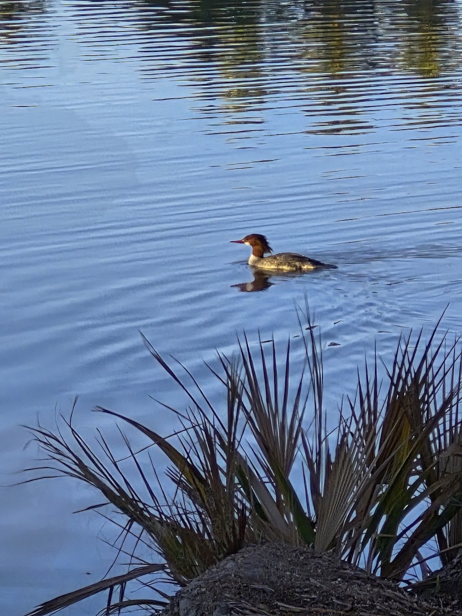 Common Merganser - ML646748224