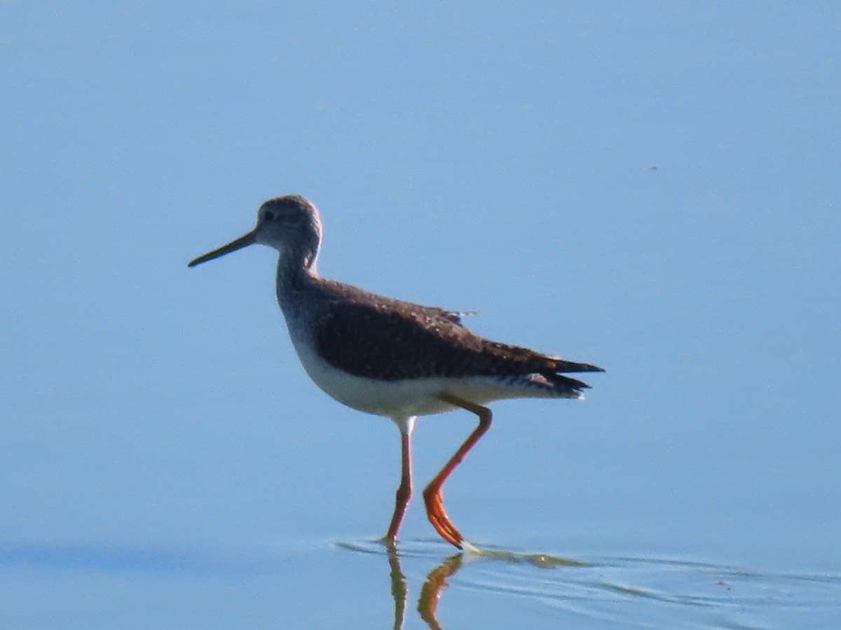 Greater Yellowlegs - ML646748226