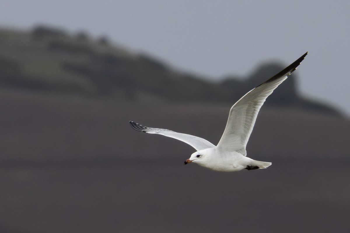 Goéland d'Audouin - ML646748230
