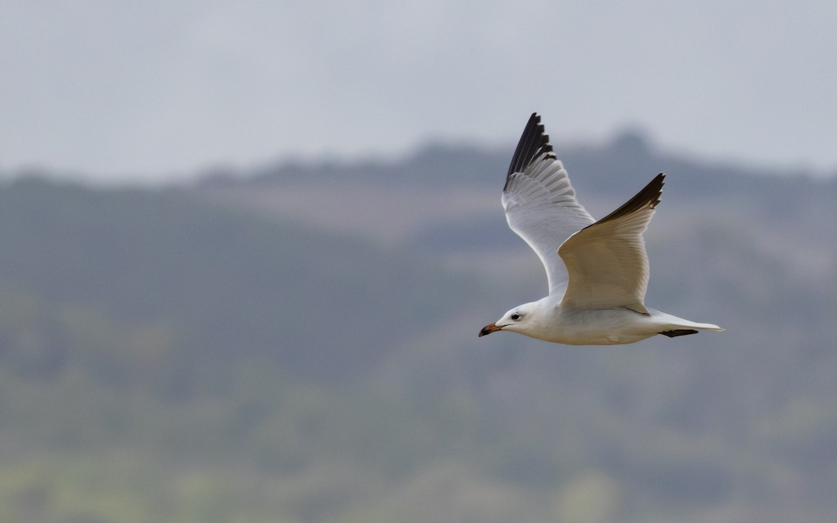 Goéland d'Audouin - ML646748231
