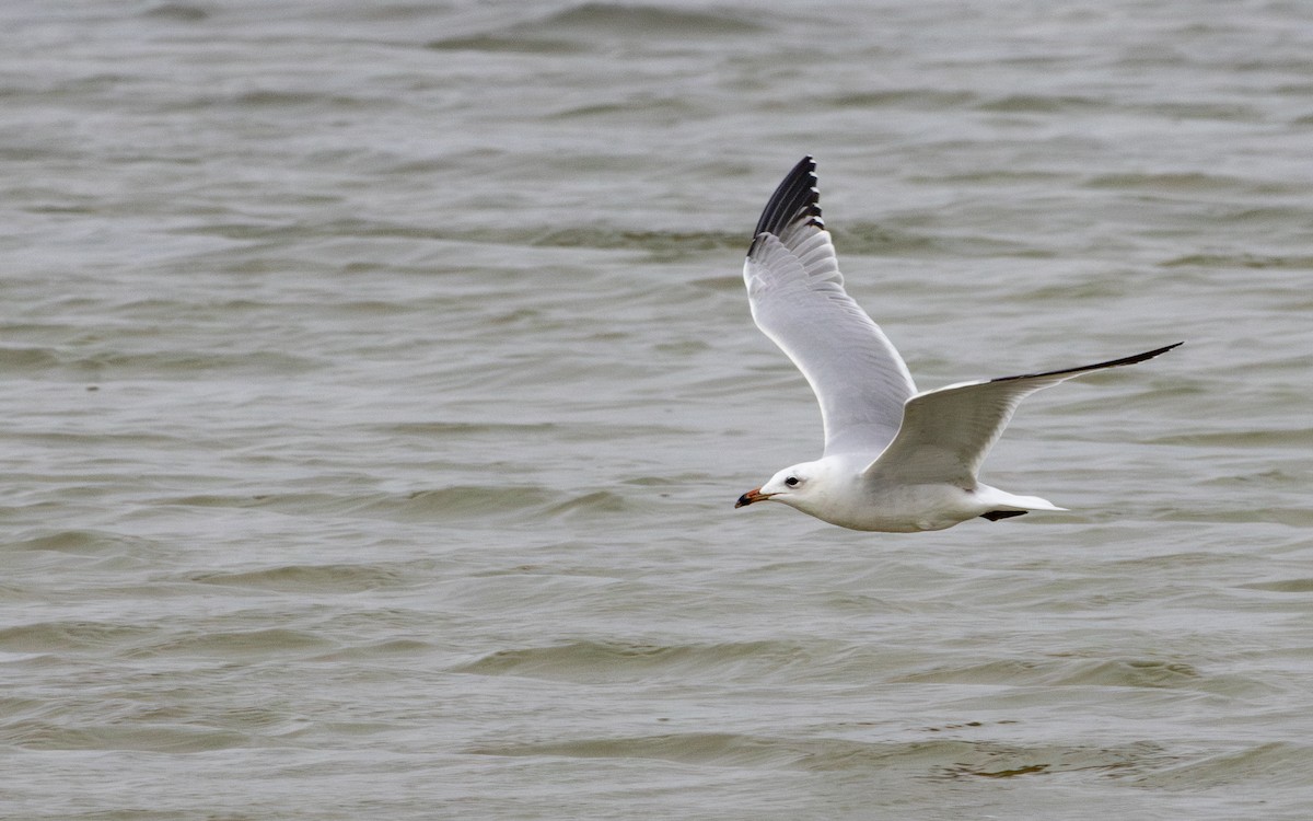 Goéland d'Audouin - ML646748232