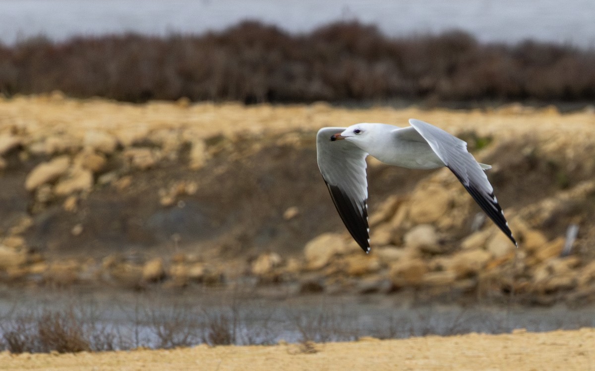 Goéland d'Audouin - ML646748233