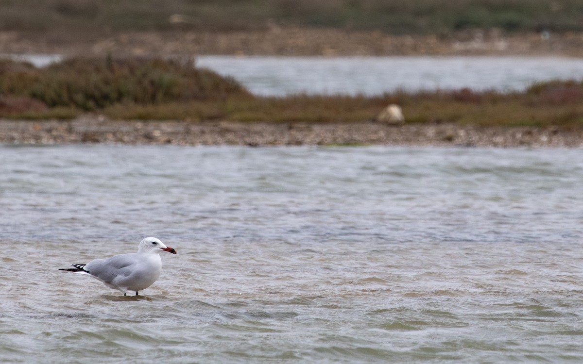 Goéland d'Audouin - ML646748234