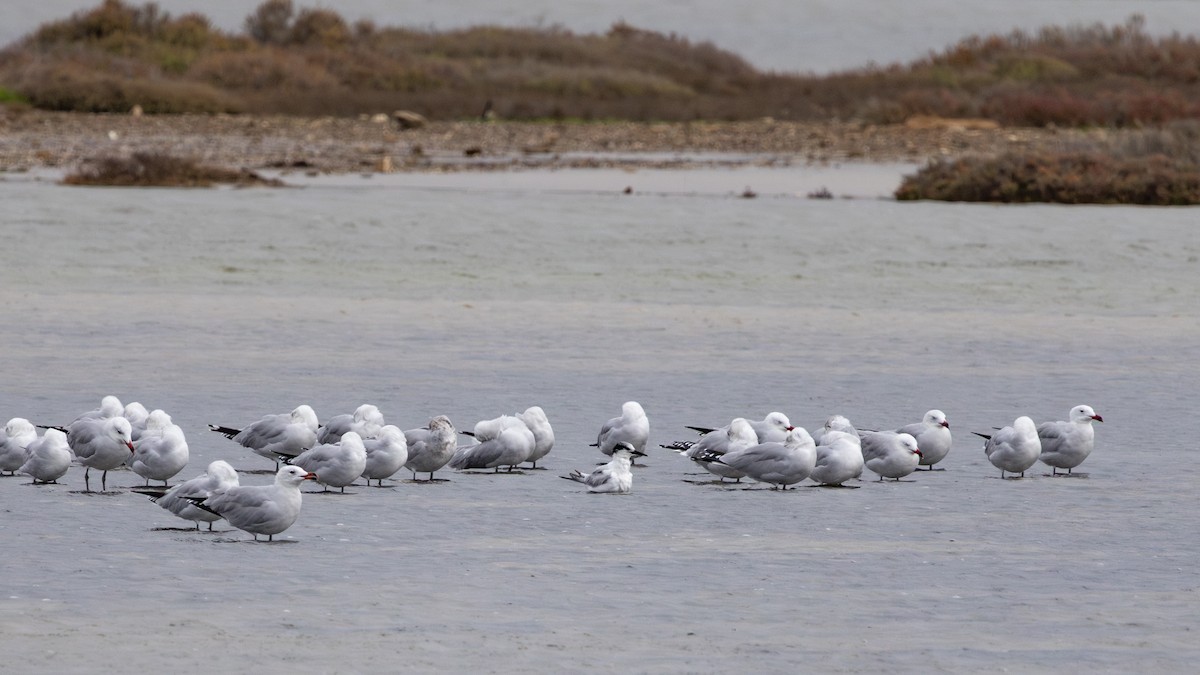 Goéland d'Audouin - ML646748235
