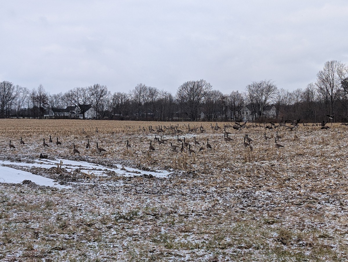 カナダガン - ML646748236