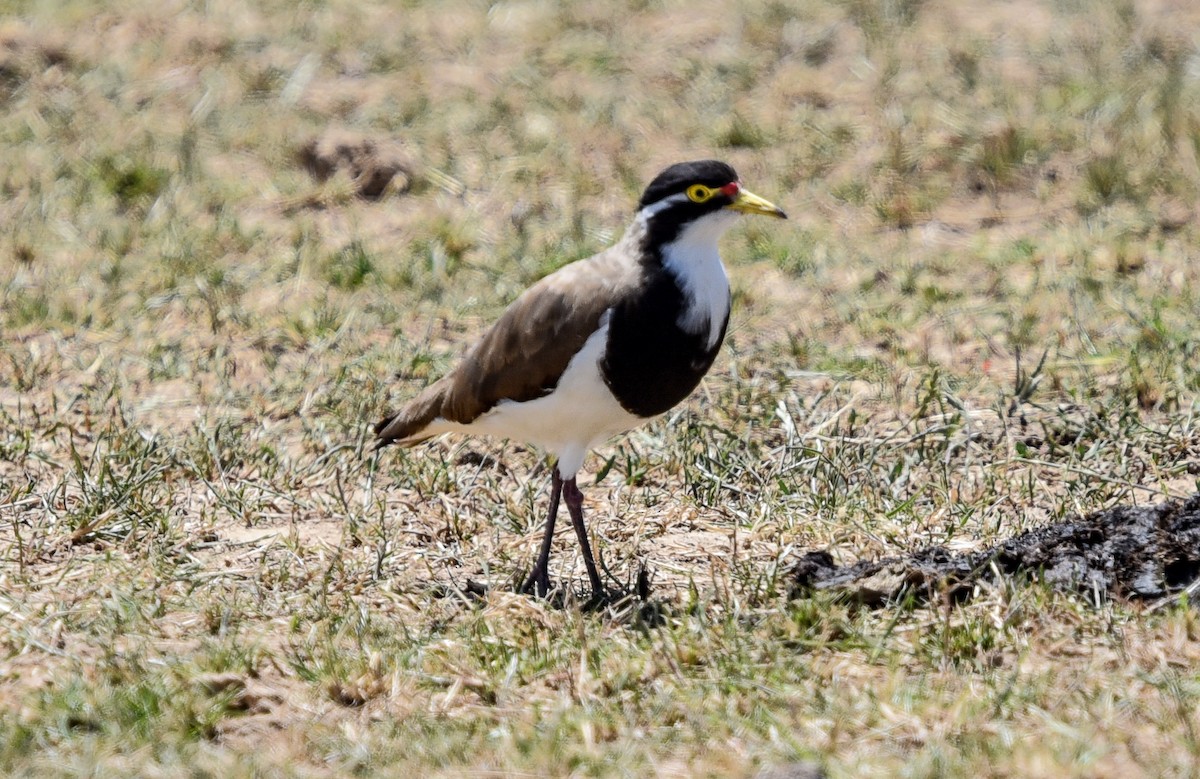 Vanneau tricolore - ML646748237