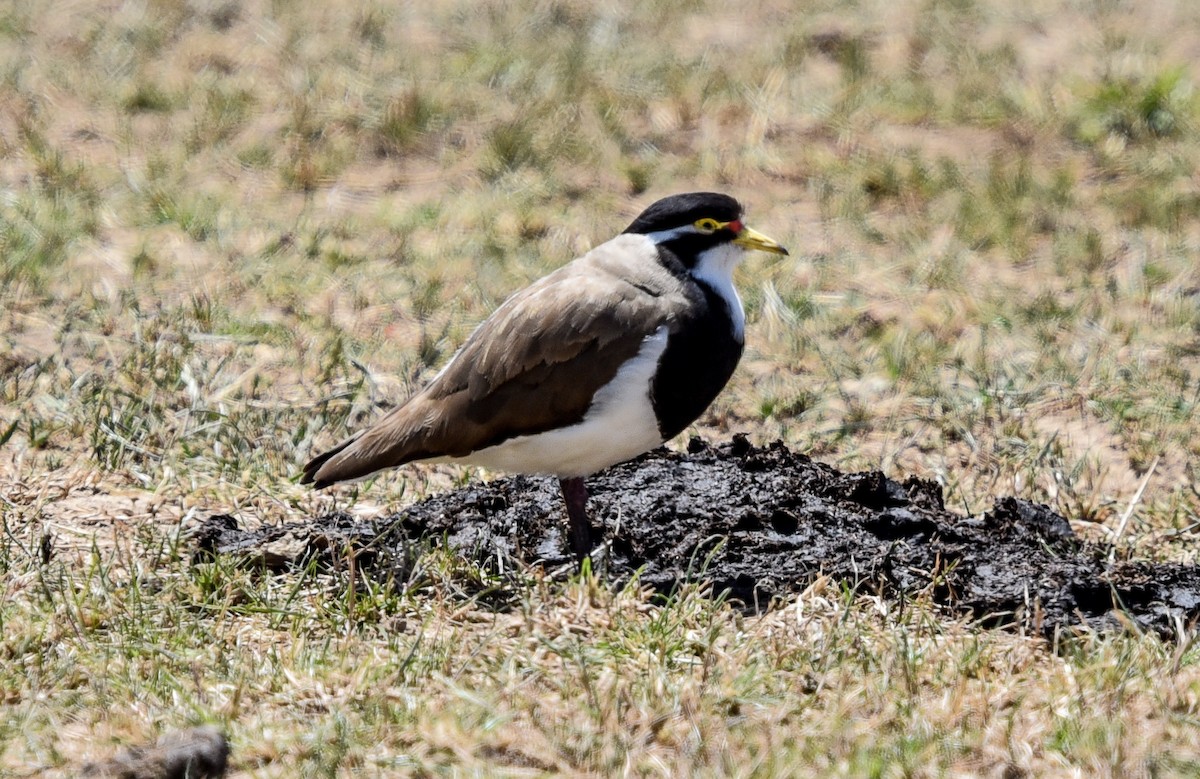 Vanneau tricolore - ML646748238