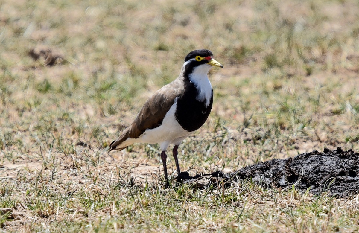 Vanneau tricolore - ML646748239