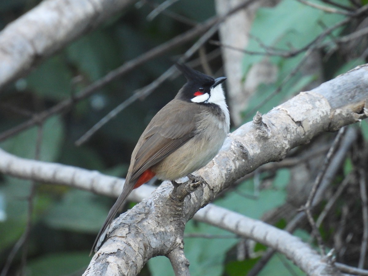 Al Kulaklı Arapbülbülü - ML646748240