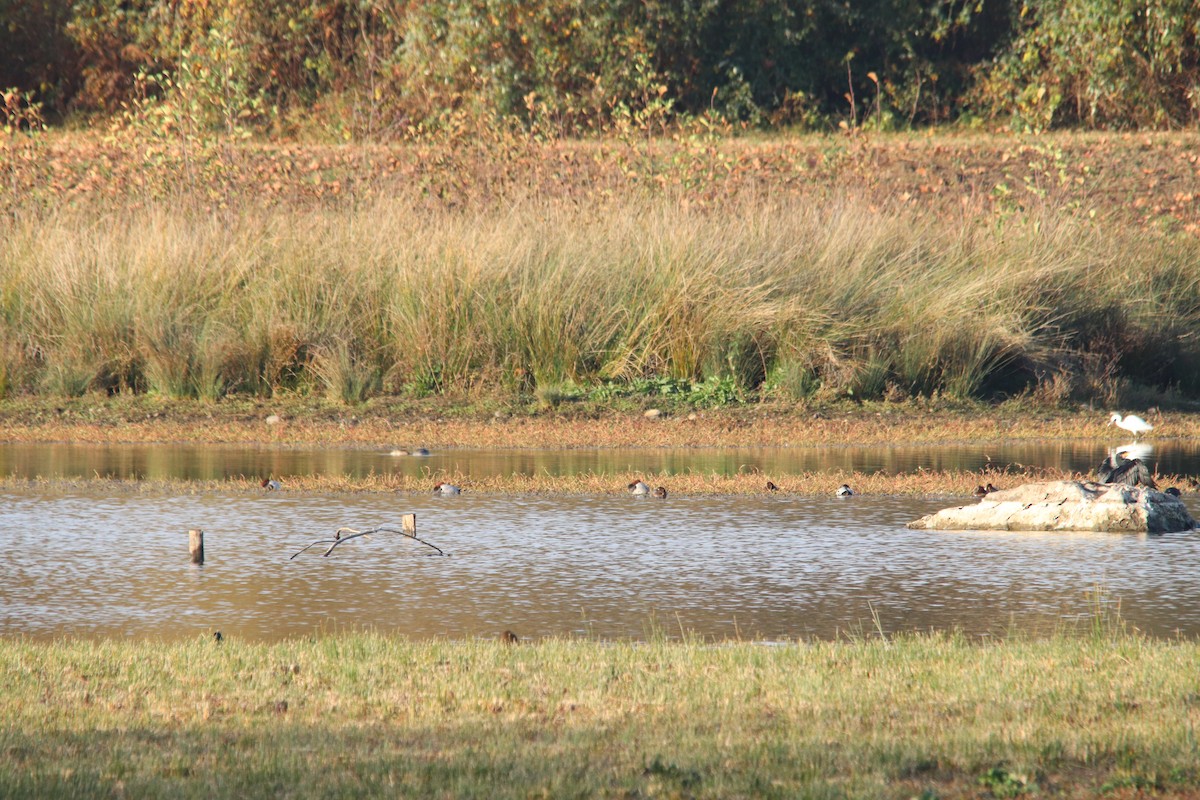 polák velký - ML646748241