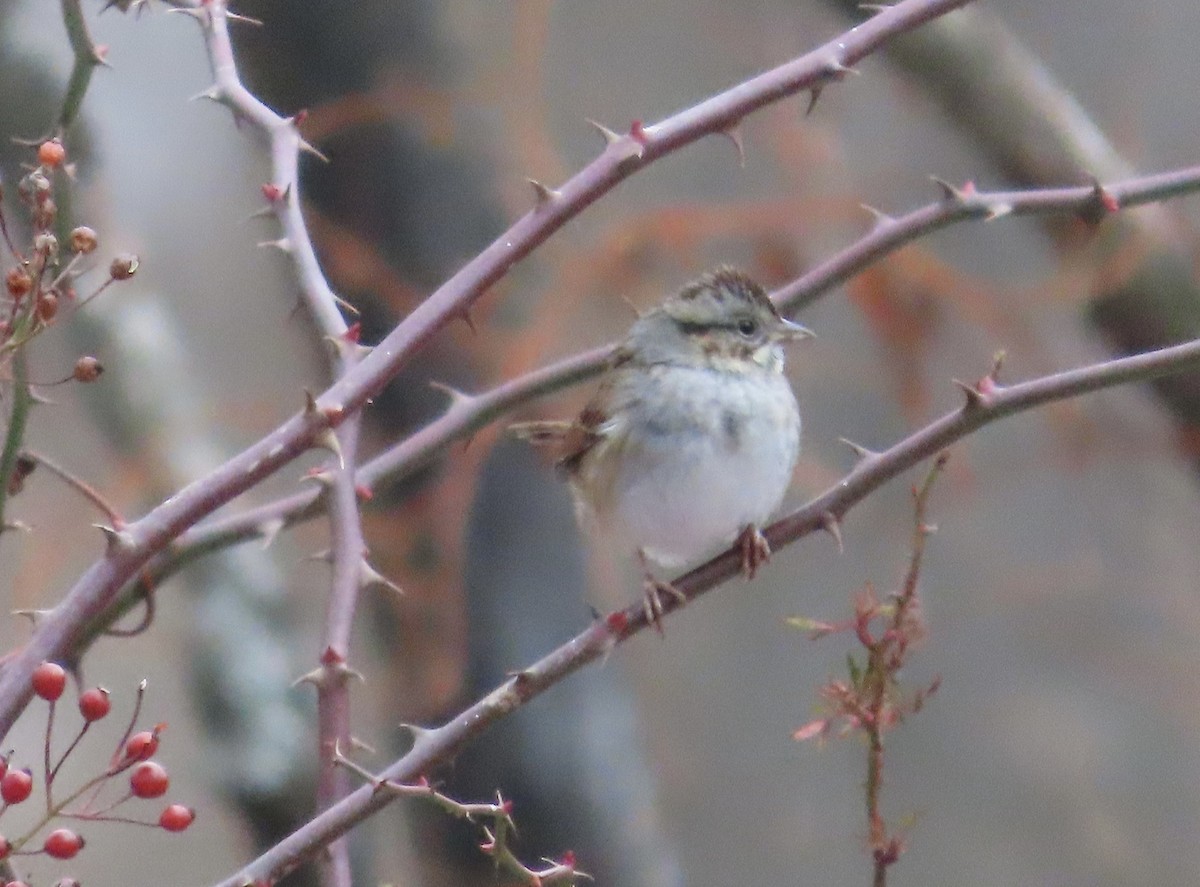 Sumpfammer - ML646748243