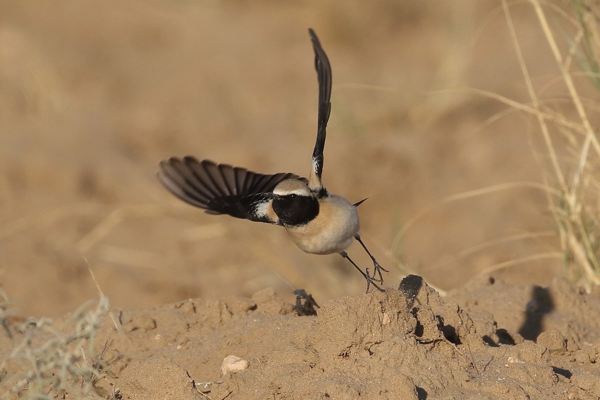 סלעית מדבר - ML646748245