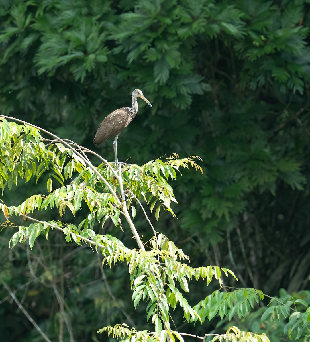 Limpkin - ML646748249