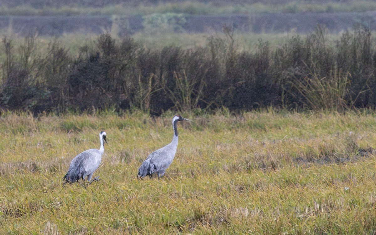 Grue cendrée - ML646748250