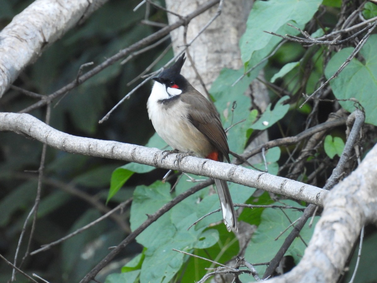 Al Kulaklı Arapbülbülü - ML646748263