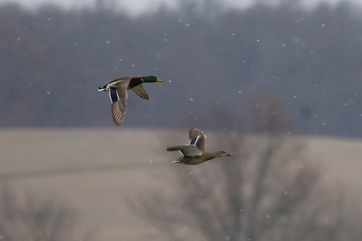Крижень звичайний - ML646748264