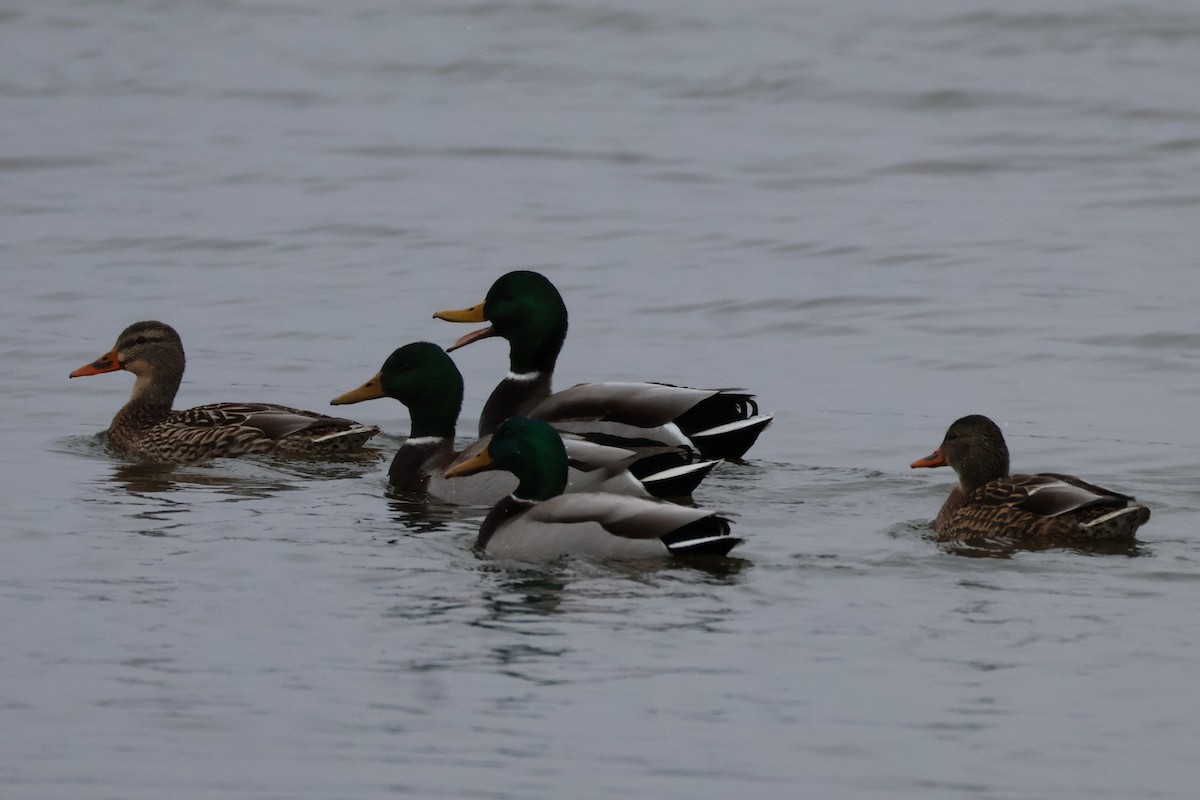 Крижень звичайний - ML646748265