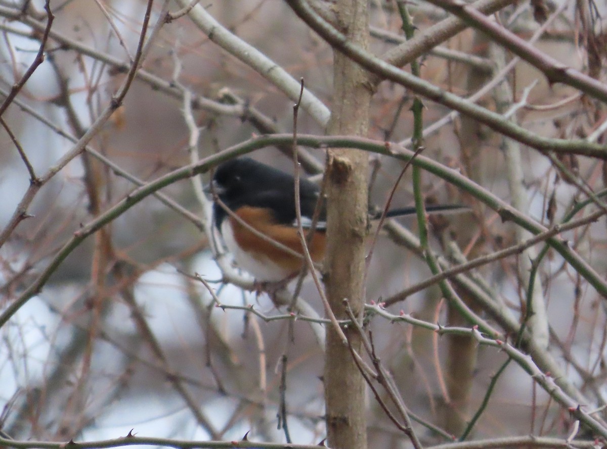 Rötelgrundammer - ML646748268