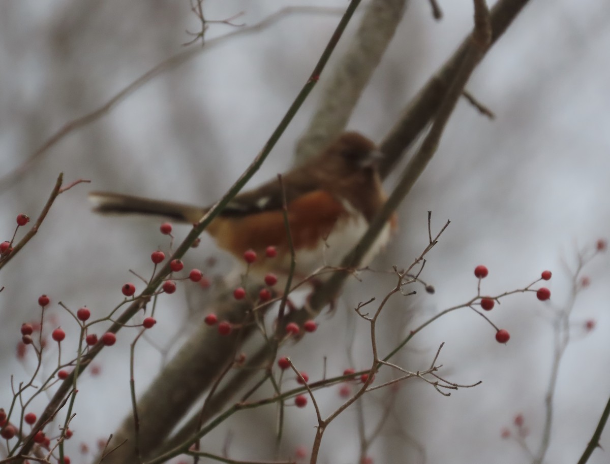 Rötelgrundammer - ML646748269