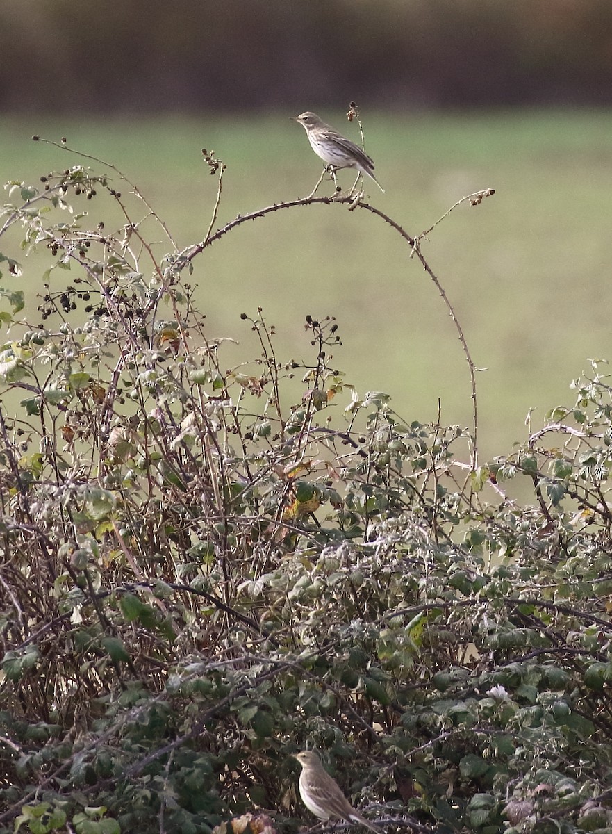 Water Pipit - ML646748271