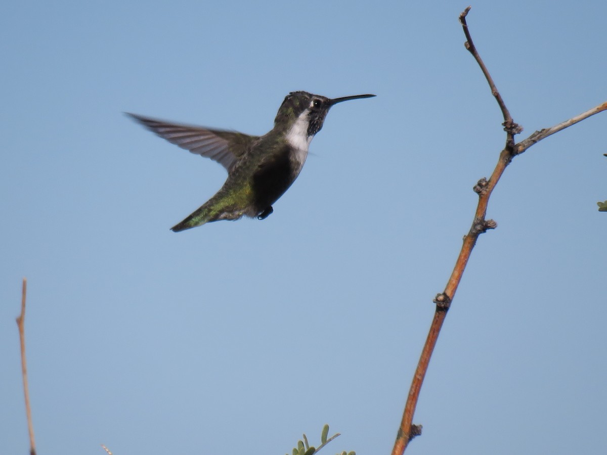 Каліпта аметистовоголова - ML646748272