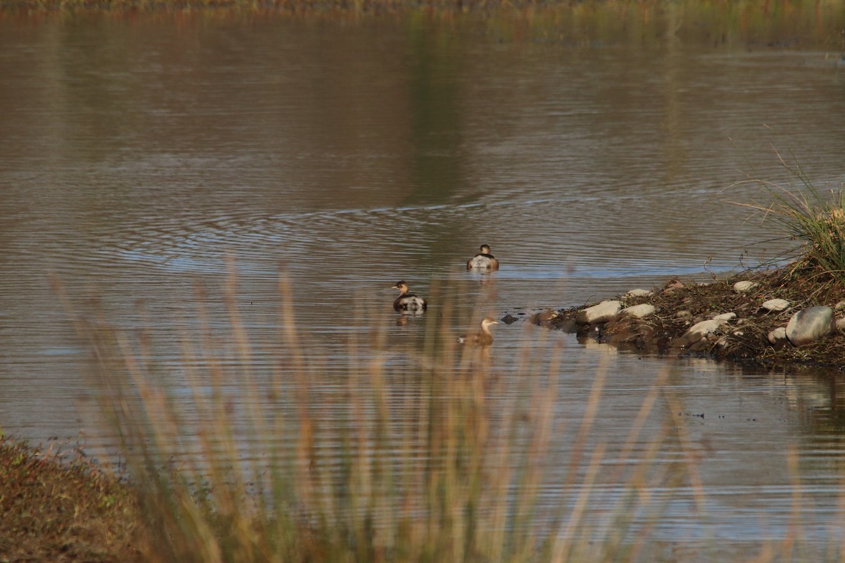 Little Grebe - ML646748273