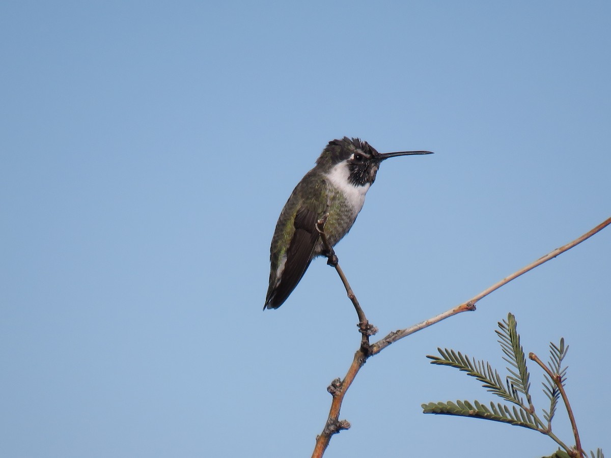 Каліпта аметистовоголова - ML646748274