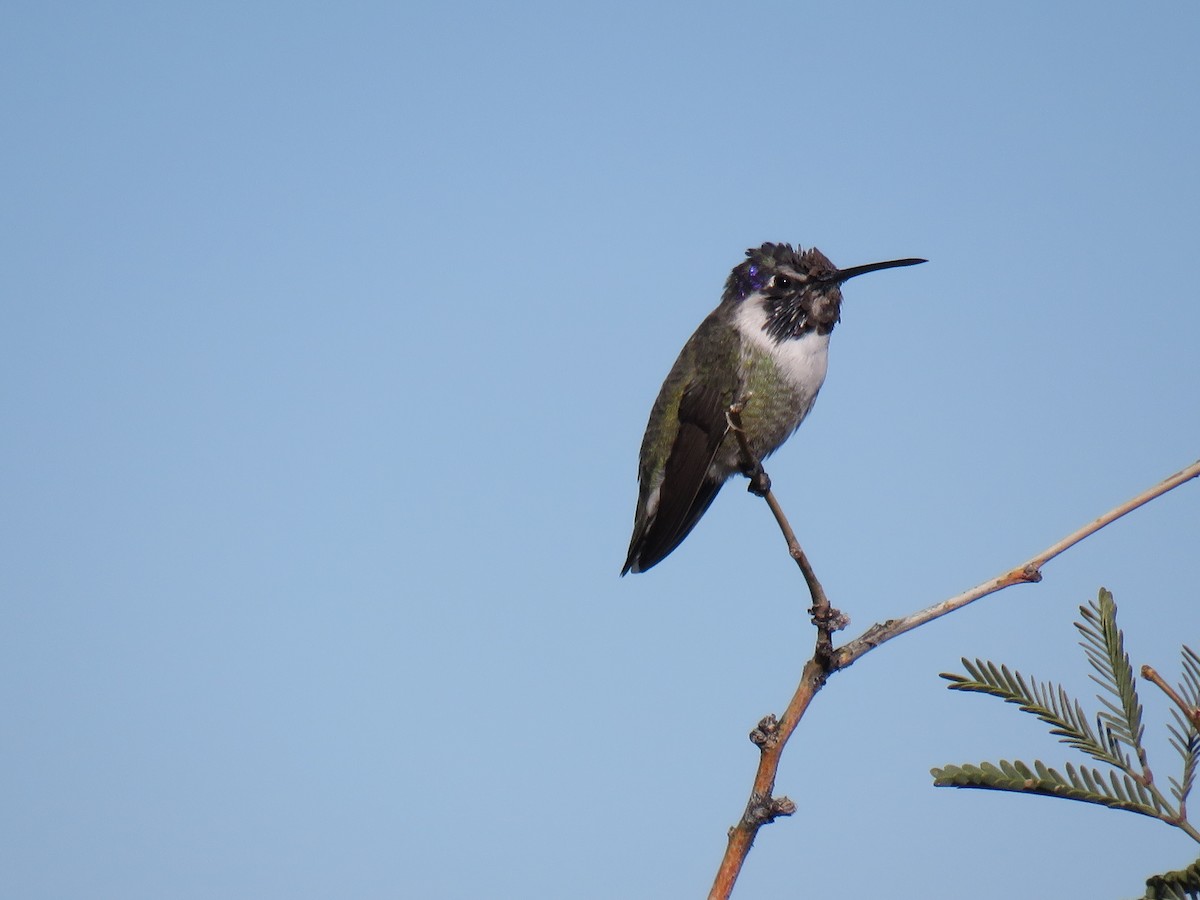 Каліпта аметистовоголова - ML646748275