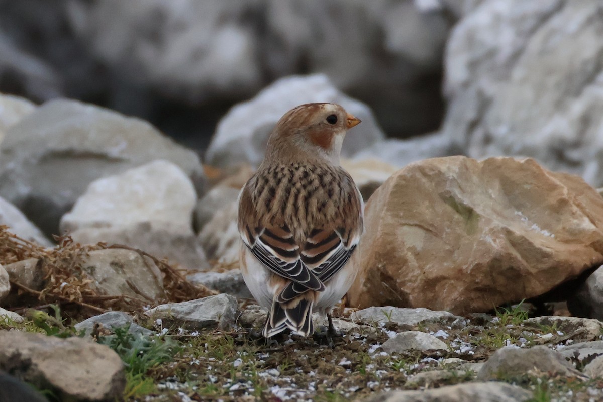 Пуночка снігова - ML646748277