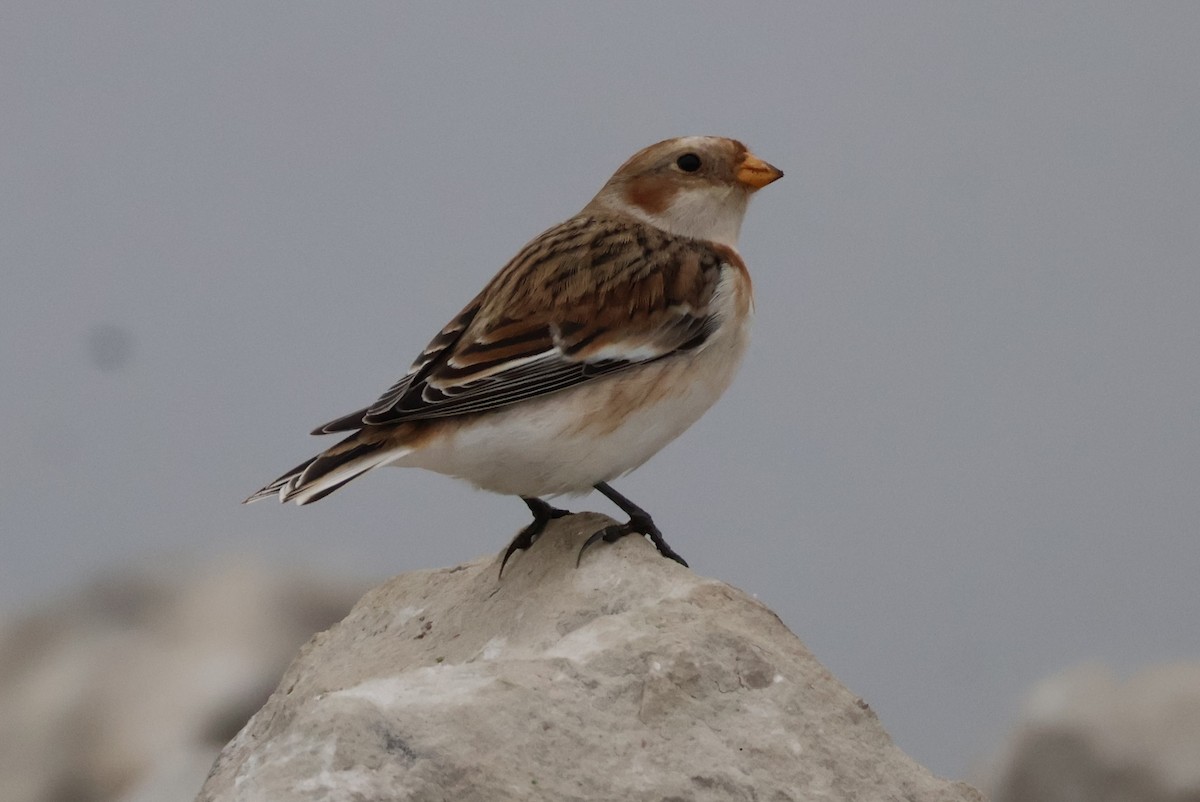 Пуночка снігова - ML646748278