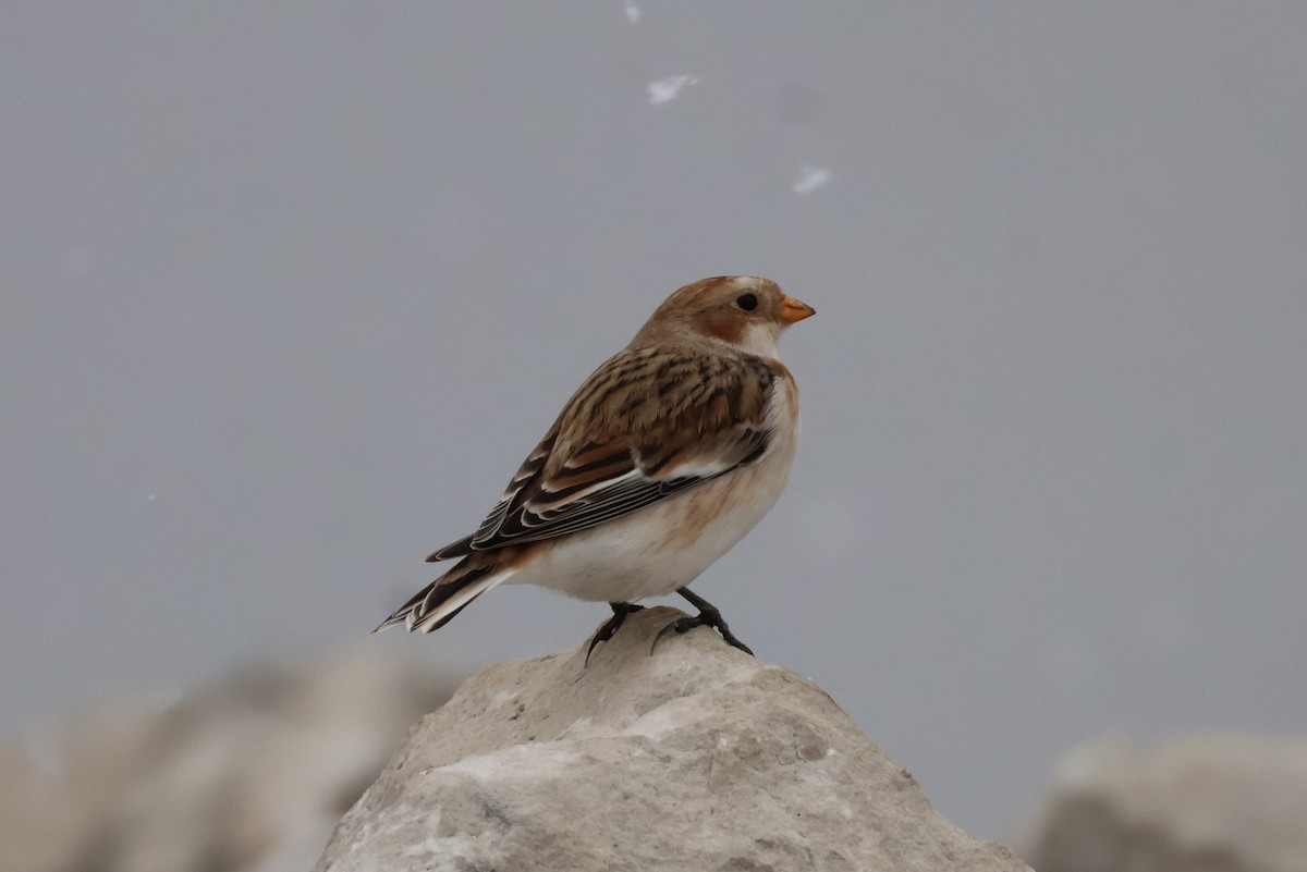 Пуночка снігова - ML646748279