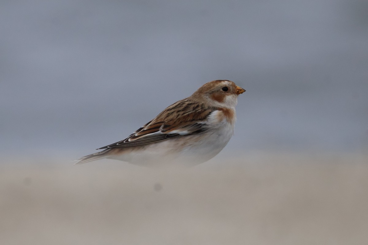 Пуночка снігова - ML646748280