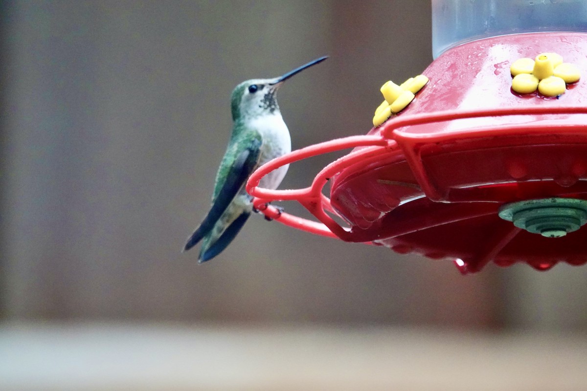 Каліпта рубіновоголова - ML646748281